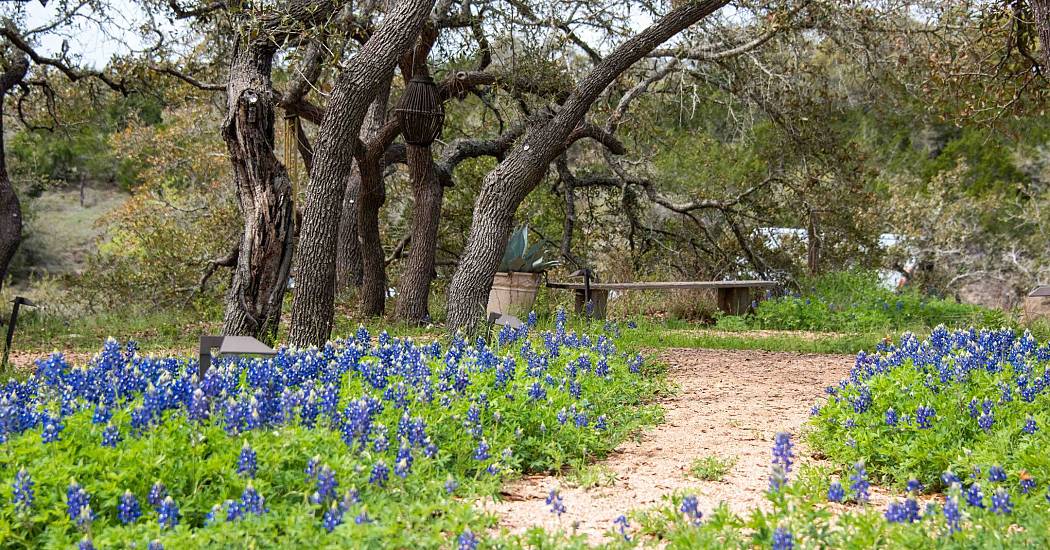 Blue Bonnets 3.jpeg