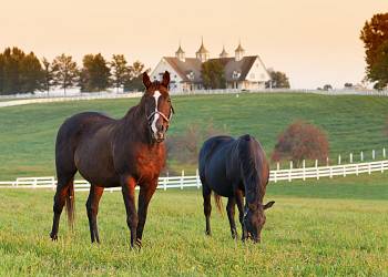 Equestrian