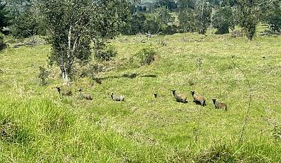 Pristine Hawaiian Land at Elevation