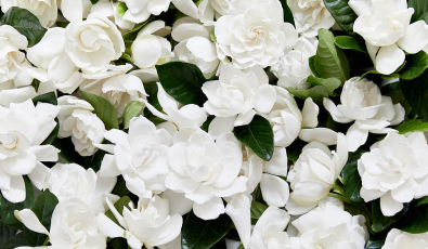 Gardenia: The Scent of Summer 